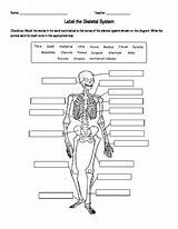 Skeletal Labeling Labeled Exploringnature Chegg Sketch Coloring Page sketch template