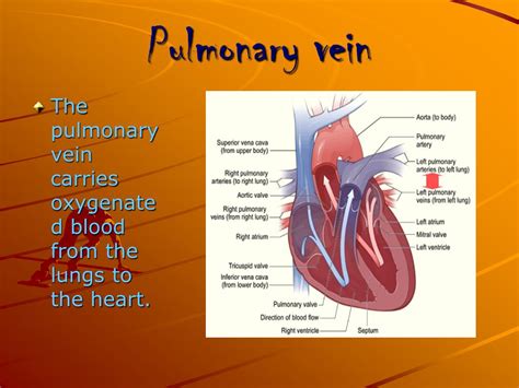 PPT - The Human Heart PowerPoint Presentation, free download - ID:5427081