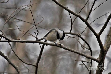 Black-capped Chickadee Nesting Photograph by Laura Birr Brown | Fine Art America