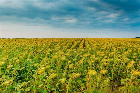 Rapeseed yellow field and blooming tree - Creative Commons Bilder