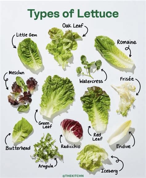 The 13 Types of Lettuce | Daily Infographic