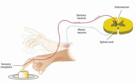 Motor neurons of the somatic nervous system - xolerwelove