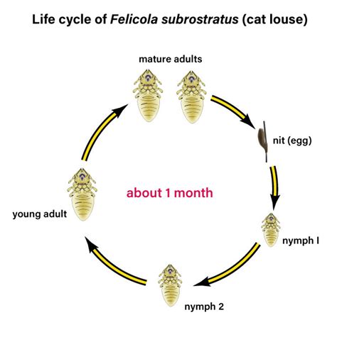 can cats get body lice from humans - Amparo Fry