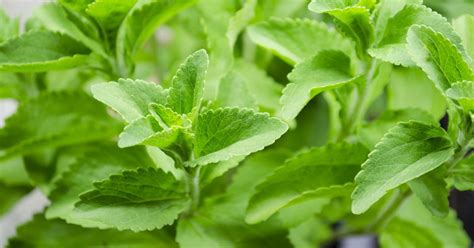 Stevia Plant Growing & Care Guide - The Garden Magazine