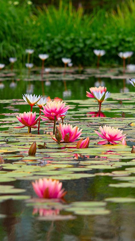 Pond With Beautiful Pink Lotus Flowers 4K 5K HD Flowers Wallpapers | HD Wallpapers | ID #59423