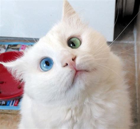 The ‘World’s Most Beautiful Eyes’ an odd-eyed cat