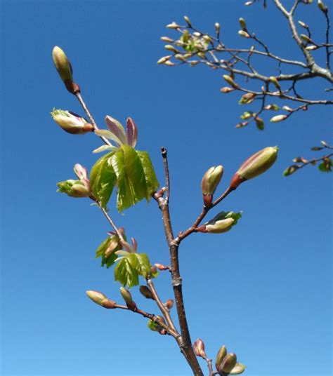 The Parable of the Budding Fig Tree and all the trees coming into leaf ...