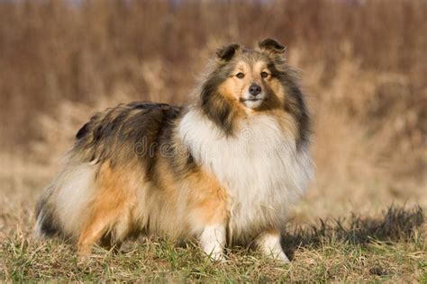 Sheltie puppies stock photo. Image of puppies, cheerful - 8687252