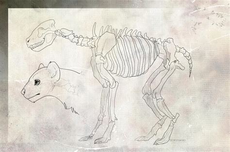 Spotted Hyena-Anatomy study by Kitchiki on DeviantArt