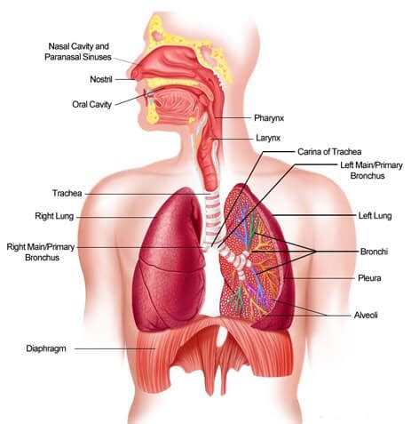 Getting to know your vocal anatomy - Rapid Vocal Results