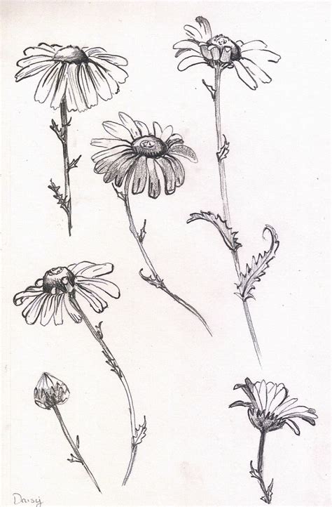 Daisy study/sketch in pencil | Pen art drawings, Flower drawing, Flower sketches