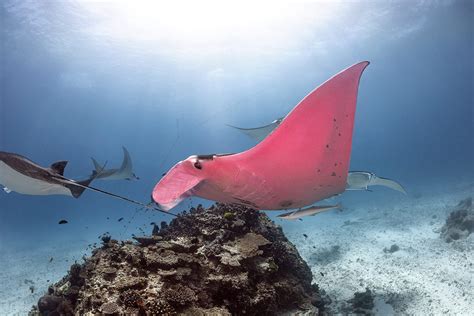 Photographer Captures Beautiful Photos of the World's Only Known Pink ...