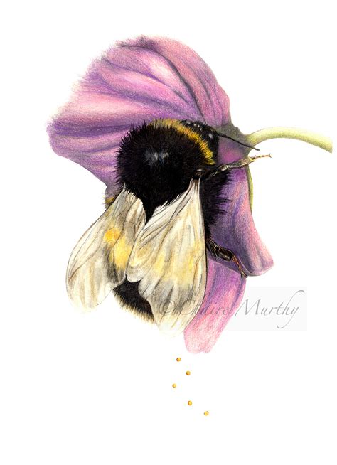 Bumblebee Sleeping on a Flower Drawing