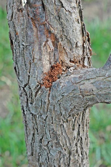 Northern Pecans: Flatheaded appletree borer