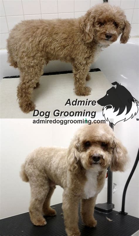 Miniature Poodle, before and after. | Dogs, Dog grooming, Dogs of the world