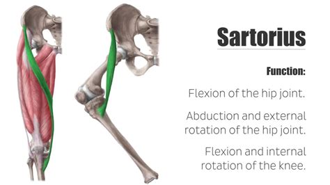 Flexion & abduction & lateral rotation of thigh at hip Flexion & medial rotation of leg at knee ...