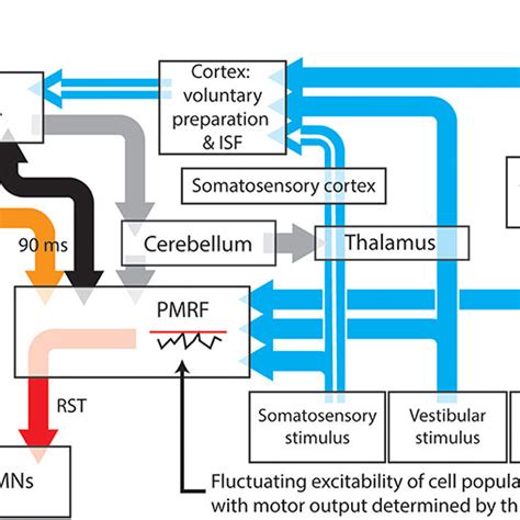 A proposed model for the neural pathways subserving the expression of ...