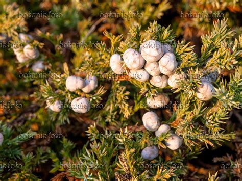 Images Juniperus Squamata - Images of Plants and Gardens - botanikfoto