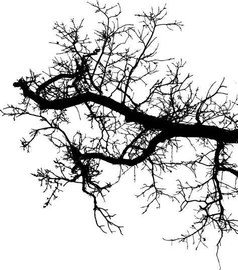 15 Tree Branch Silhouettes (PNG Transparent) | OnlyGFX.com