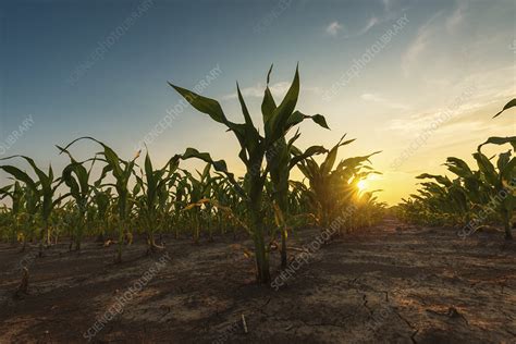 Corn field at sunset - Stock Image - F028/0821 - Science Photo Library