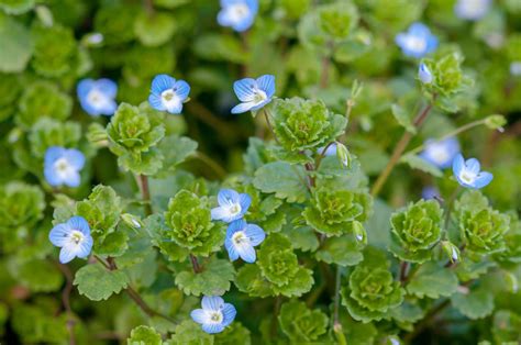 How to Grow Creeping Speedwell