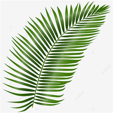 Coconut Leaf Clipart PNG Images, Coconut Leaf, Tropical Leaf, Leaf ...