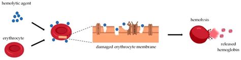 Hemolysis - Definition and Examples - Biology Online Dictionary