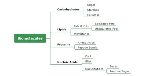 Mind Map Of Biomolecules