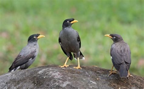 Javan Myna – birdfinding.info