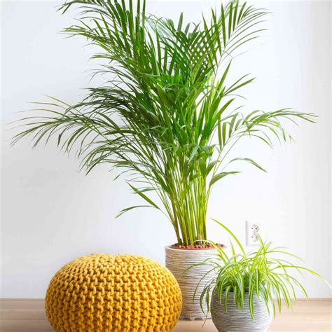 The 10 Best Indoor Plants for Clean Air