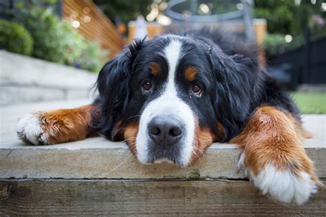 Bernese Mountain Dogs | The Worst Dog Breeds for Small Apartments ...