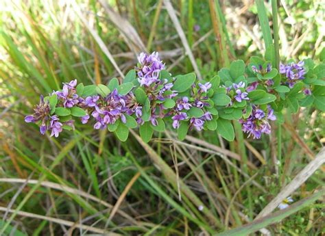 Native plants of Indiana