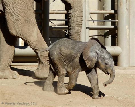 Gorgeous with Attitude: Newborn African Elephant Calf, San Diego Zoo Safari Park , January 2011