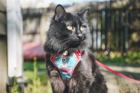 Best cat harness: How to find the 'purrfect' fit – Adventure Cats