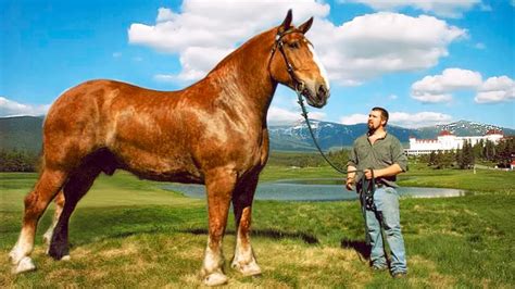 The BIGGEST HORSES In The World 🐎 - YouTube