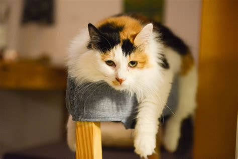 Calico Cat HD Wallpapers - Wallpaper Cave