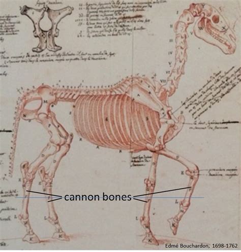 The versatile cannon bone. What is it? - MuscleAndBone.Info