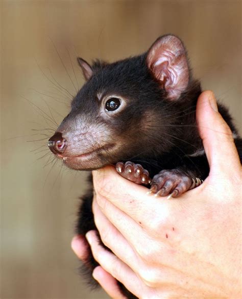 17 Best images about Tasmanian Devil on Pinterest | Devil, Condition meaning and The wild