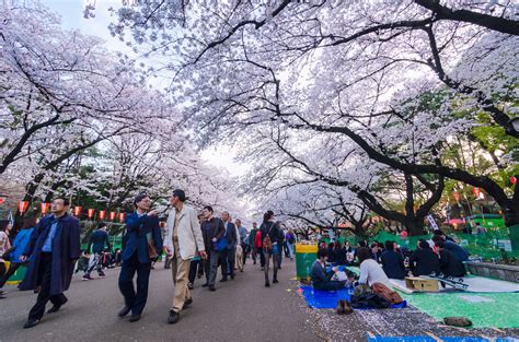 Full Bloom at Ueno Park | Cherry Blossoms at full bloom at U… | Flickr