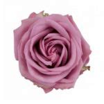 Cool Water Roses - Florabundance Wholesale Flowers