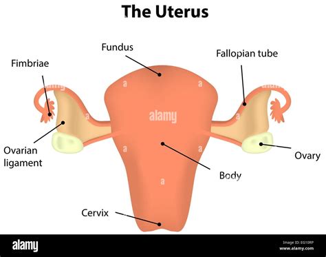 [DIAGRAM] Iud Cervix Diagram - MYDIAGRAM.ONLINE