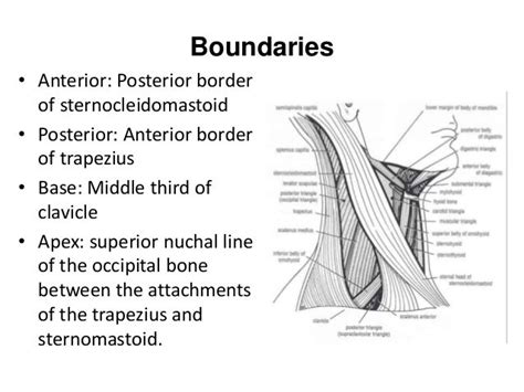 Posterior triangle of the neck