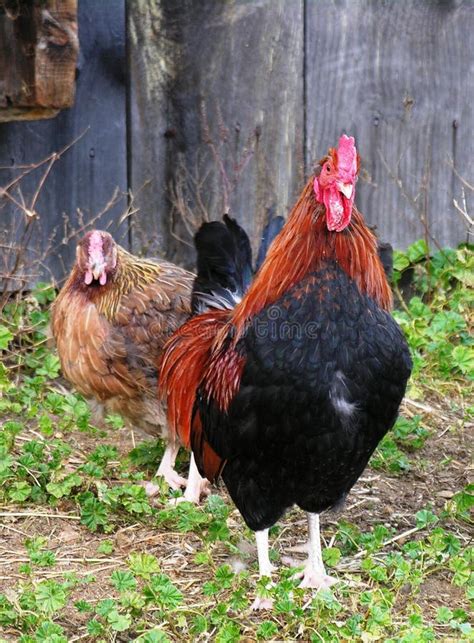 Rhode Island Red rooster stock image. Image of rhode, feathers - 420177