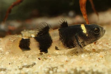 Bumblebee Goby Care: Tank Mates, Diet, Breeding, & More