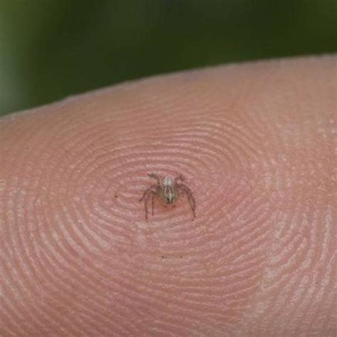 13 Of The Smallest Spiders In The World - SnakeTracks.com