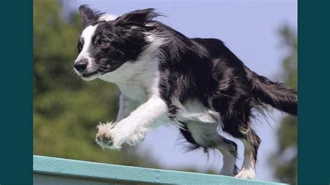 6 Ways to Avoid Injury in Agility Dogs