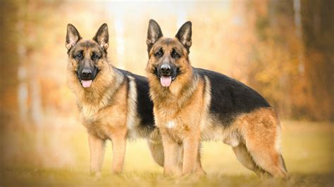 German Shepherd Dog Wallpapers - Top Free German Shepherd Dog Backgrounds - WallpaperAccess