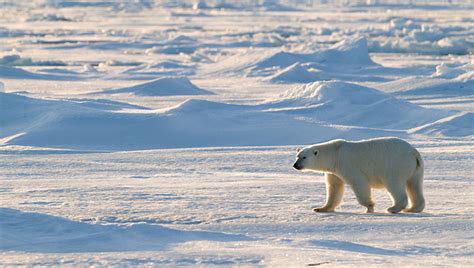 The Arctic's melting, the seas are rising. What does this mean for Canada?