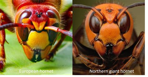 A Tale of Two Invasives: European Hornets vs. Murder Hornets | Kentucky ...