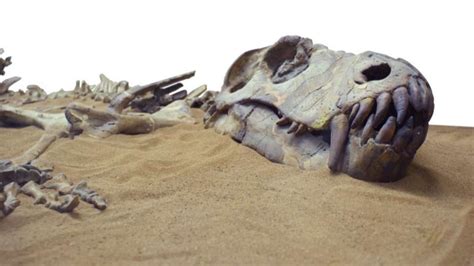 100 million years old fossil of biggest ever dinosaur found in Thailand